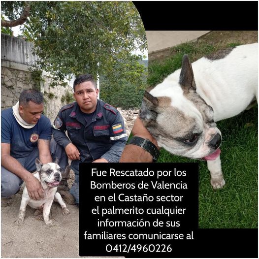 ‼️IMPORTANTE: fue rescatado en #palmarito. ¡Vamos a ayudarlo a que se reencuentre con su familia!               Gracias <a href="/leidyalmerida/">Eliza Almerida</a> por la información.🙏🏻🥹🙏🏻🙏🏻🙏🏻                #maracay corran la voz! #repost