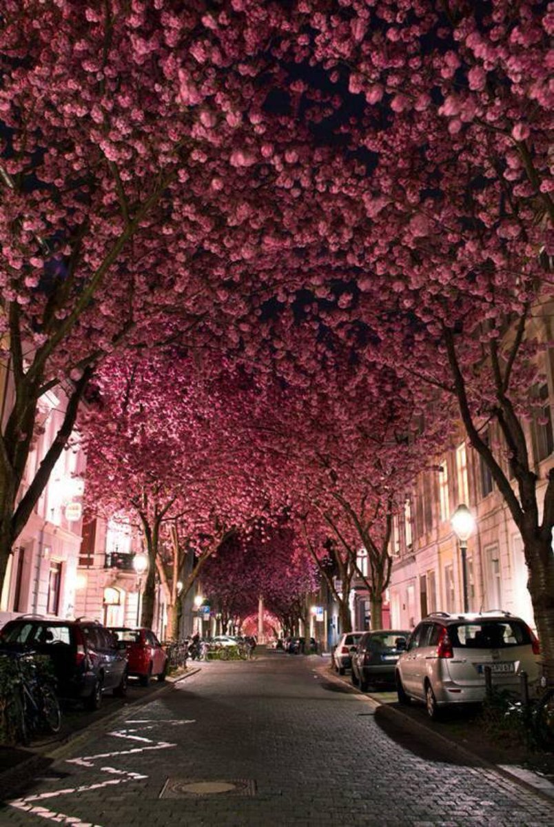 ボンの桜通り(ドイツ)