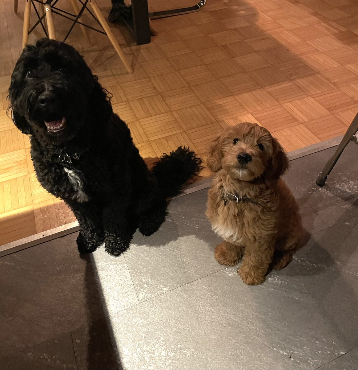 Patrice Lavoie (il/lui) tweet media