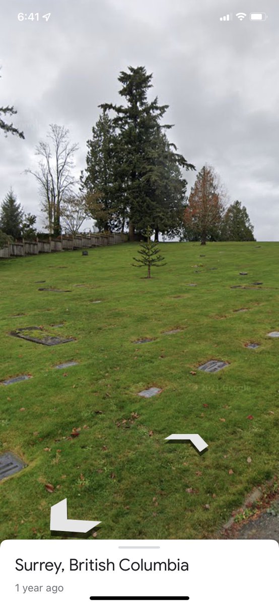 lowesteaches's tweet photo. @ls_gibson @LisePinkos In recognition of another in person encounter. A juvenile monkey puzzle tree in Surrey.  In a graveyard cause it’s October.

(49.1088181, -122.7630507) https://t.co/jmwuMBGhKs