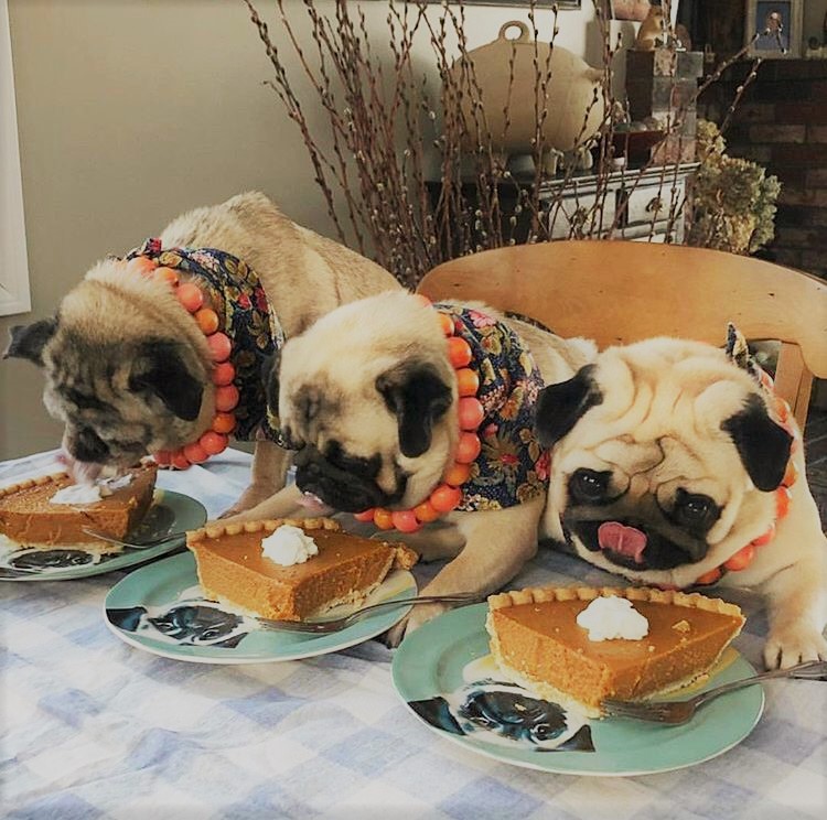 chugs_cd's tweet photo. It's pumpkin pie season! 🎃🥧 https://t.co/YnJL6eDtL2