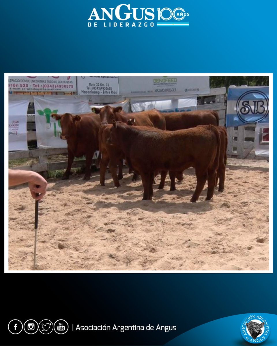 Angus Argentina tweet media