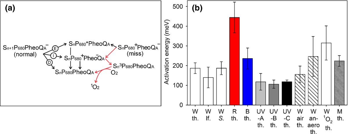 Singlet oxygen production by photosystem II is caused by misses of the oxygen evolving complex

ow.ly/aygs50LevkP