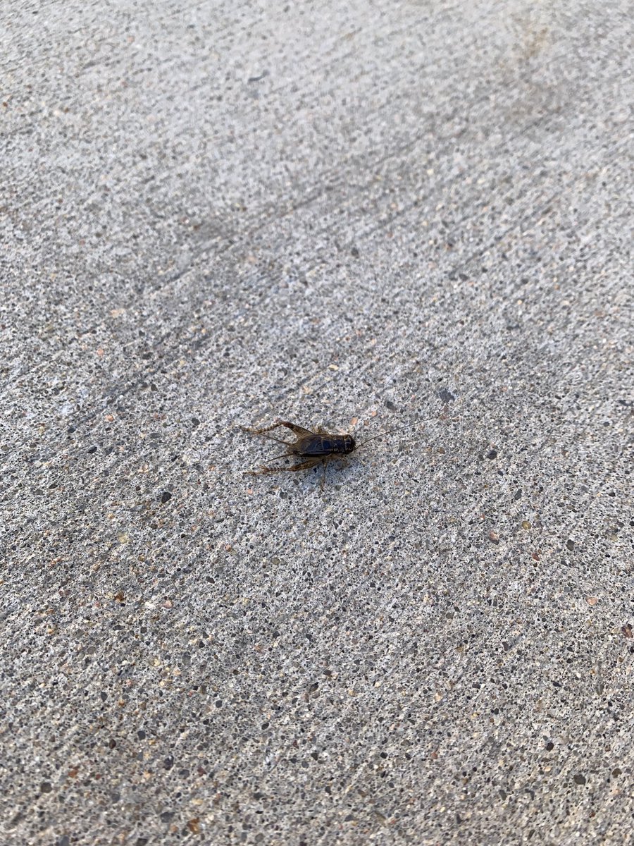 kevinruser's tweet photo. Frozen in last night’s cold. I feel like there’s a fable about this somewhere… https://t.co/TQN2xY8eY4