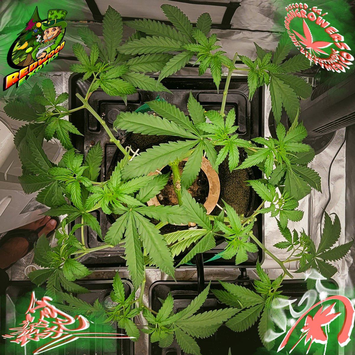 Dirty_Medic's tweet photo. ECL x HK (Alpha) 16 cola mainline. @RedwoodExotics  #Mmemberville #420community #CannabisCommunity #420dreamteam #StoneyHomies #follow #retweet #vet #twitch https://t.co/aiE1YdWo5O https://t.co/LNi6Od0zZ5