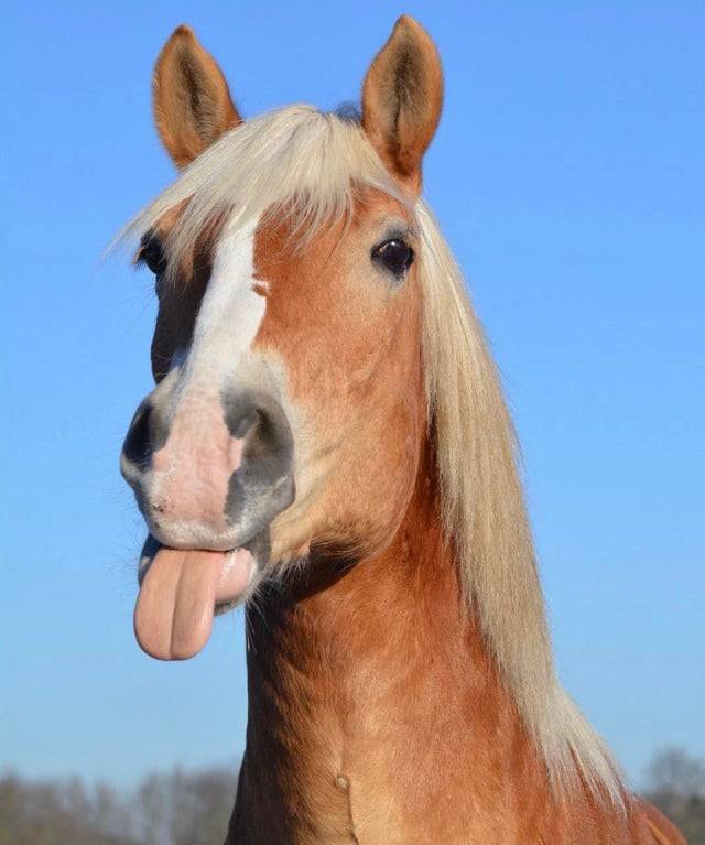 Cute Animal Pictures tweet media