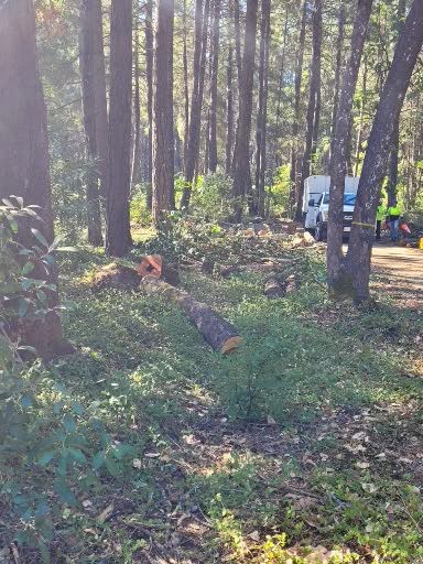 Yes, utilities should limit their liability by paying attention to clearance; should they be allowed to reduce private property values by removing trees ? The PGE website says they won't remove trees they cut down because "that property belongs to the homeowner."