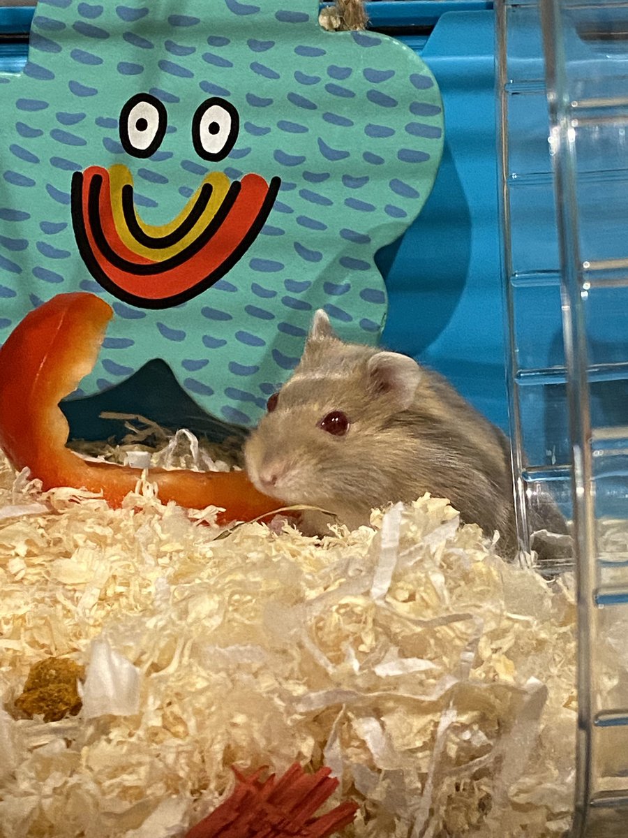 yeslaurenn's tweet photo. not to return to the timeline or anything but look at the hamster i got last week https://t.co/i1JUrUpVt9