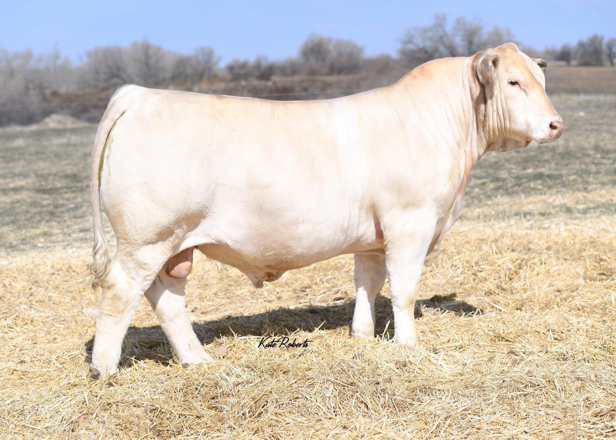 We are extremely exited to be consigning 2, 5 straw packs of the genetic outcross Keys Powermax 57G to the National Charolais Sale on November 4th! Use Powermax to add muscle shape, calving ease, and hair. This will be the only semen offered in Canada for the 2023 breeding season