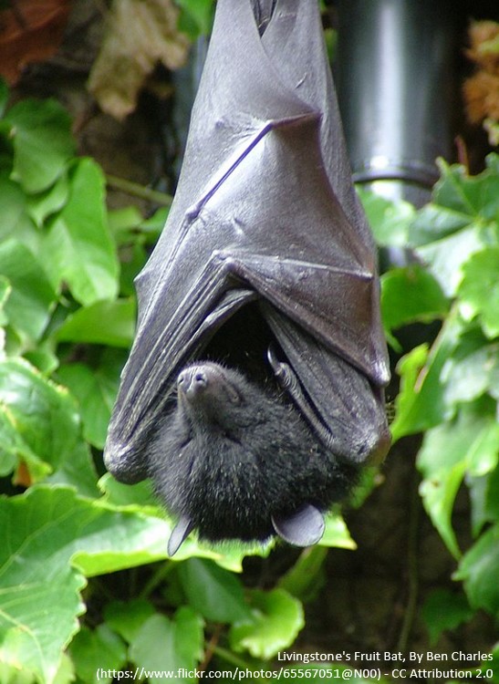 Joshua A Hayward (@joshuaahayward1) on Twitter photo Bats have adapted to manage viral infections differently (better?) than us and other mammals. How? Why? Join our lab for a PhD or Honours project and help us find out! burnet.edu.au/projects/511
<a href="/BurnetInstitute/">Burnet Institute</a> <a href="/GildaTachedjian/">Prof Gilda</a> <a href="/AusVirologySoc/">Aust'asian Virology</a> #viruses #bats #immunology #phd Bats have adapted to manage viral infections differently (better?) than us and other mammals. How? Why? Join our lab for a PhD or Honours project and help us find out! burnet.edu.au/projects/511
<a href="/BurnetInstitute/">Burnet Institute</a> <a href="/GildaTachedjian/">Prof Gilda</a> <a href="/AusVirologySoc/">Aust'asian Virology</a> #viruses #bats #immunology #phd