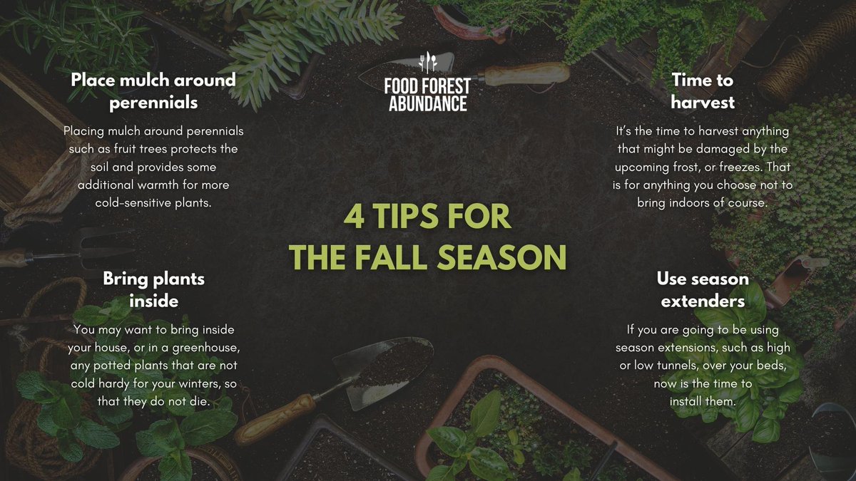 FFAbundance's tweet photo. With fall in full swing, itβs important to prepare your plant beds and plants for the chillier season to come. Here are a few tips.
For a comprehensive list of our recommendations, head on over to our most recent blog: https://t.co/jMKIPoYRYc
#fallgardenprep #permaculture https://t.co/kPpObFkBbm
