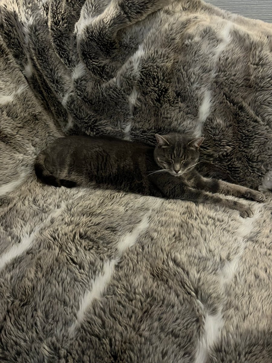 mcdermottkc_'s tweet photo. #yolandi #heatedblanket #autumncat https://t.co/fvYWwWomWb