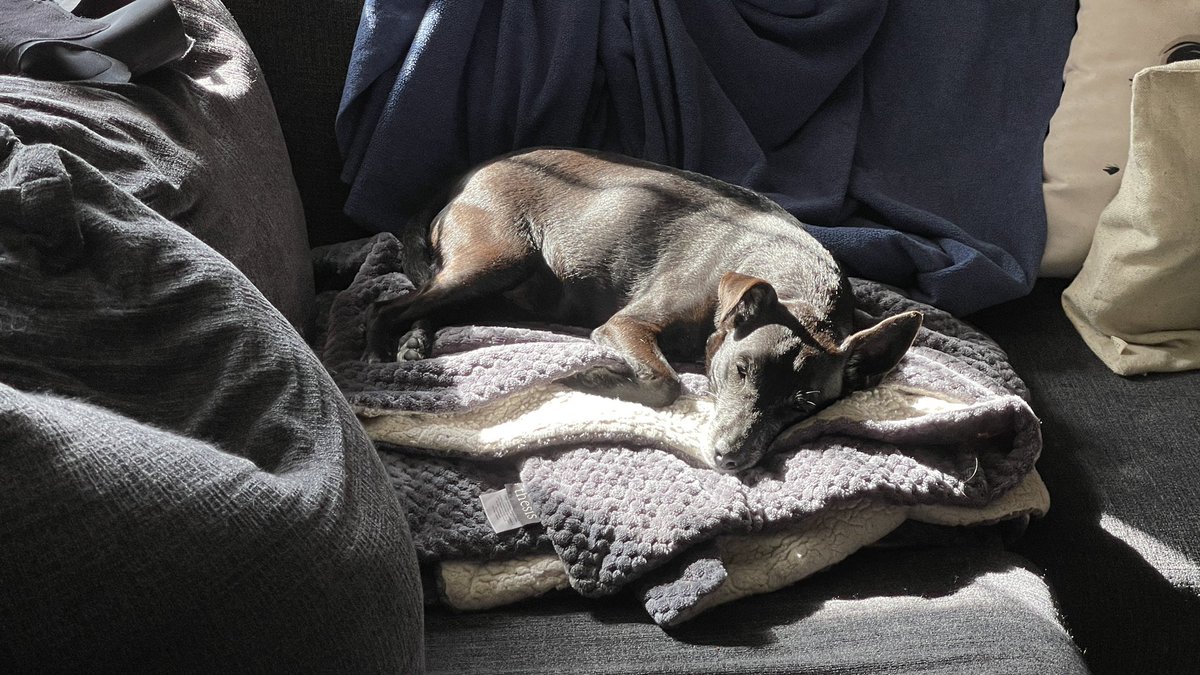cascadecrisis's tweet photo. 7 hours of rendering…
7…
The backlog is done now.
On to processing the photoshop and video files now!
Here’s a shot of Jack to balance the world out.
#doggo #shotofjack https://t.co/t769T6B2HN