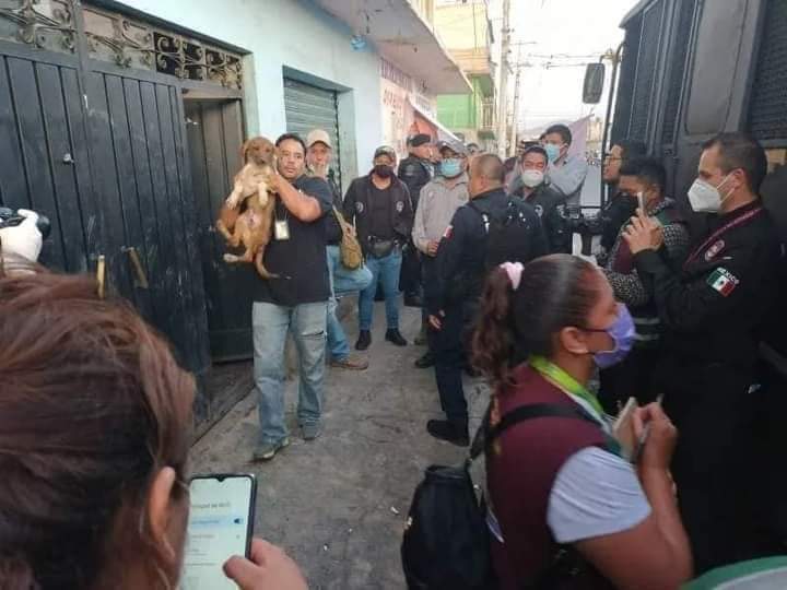 Sabueson's tweet photo. ATRAPAN A EL "BERNA", VENDIA TACOS DE PERRO EN NEZAHUALCÓYOTL Y RESCATAN A 80 CANINOS EN ENGORDA. 
Ahí se encontraron a más de cien perros que estarían destinados al sacrificio para consumo humano, relató Edgar Castillo, presidente de Nitin
Los animales eran sacrificados https://t.co/Tari17SMKO