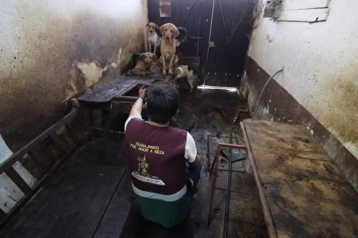 Sabueson's tweet photo. ATRAPAN A EL "BERNA", VENDIA TACOS DE PERRO EN NEZAHUALCÓYOTL Y RESCATAN A 80 CANINOS EN ENGORDA. 
Ahí se encontraron a más de cien perros que estarían destinados al sacrificio para consumo humano, relató Edgar Castillo, presidente de Nitin
Los animales eran sacrificados https://t.co/Tari17SMKO