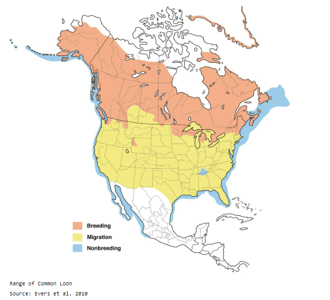 National Loon Center tweet media