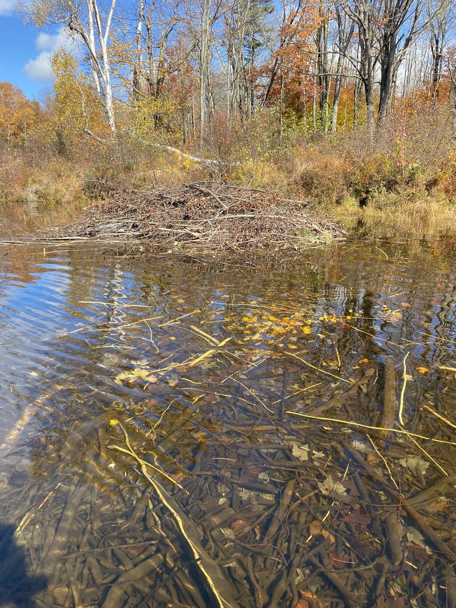 JuliaRizzo_'s tweet photo. It’s beaver survey season! https://t.co/Hw9yB3VLcm