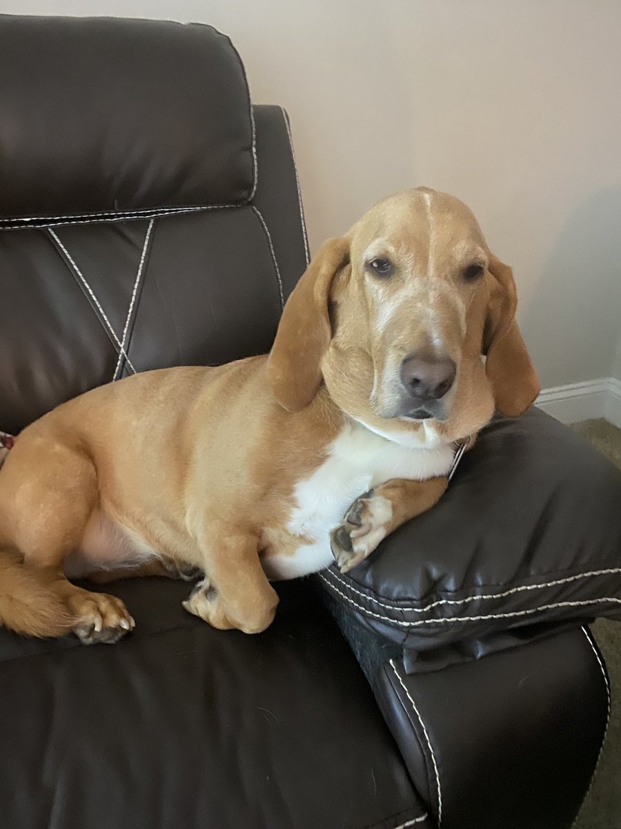 All he needs now is the smoking jacket. #dog #basset  #spoiled