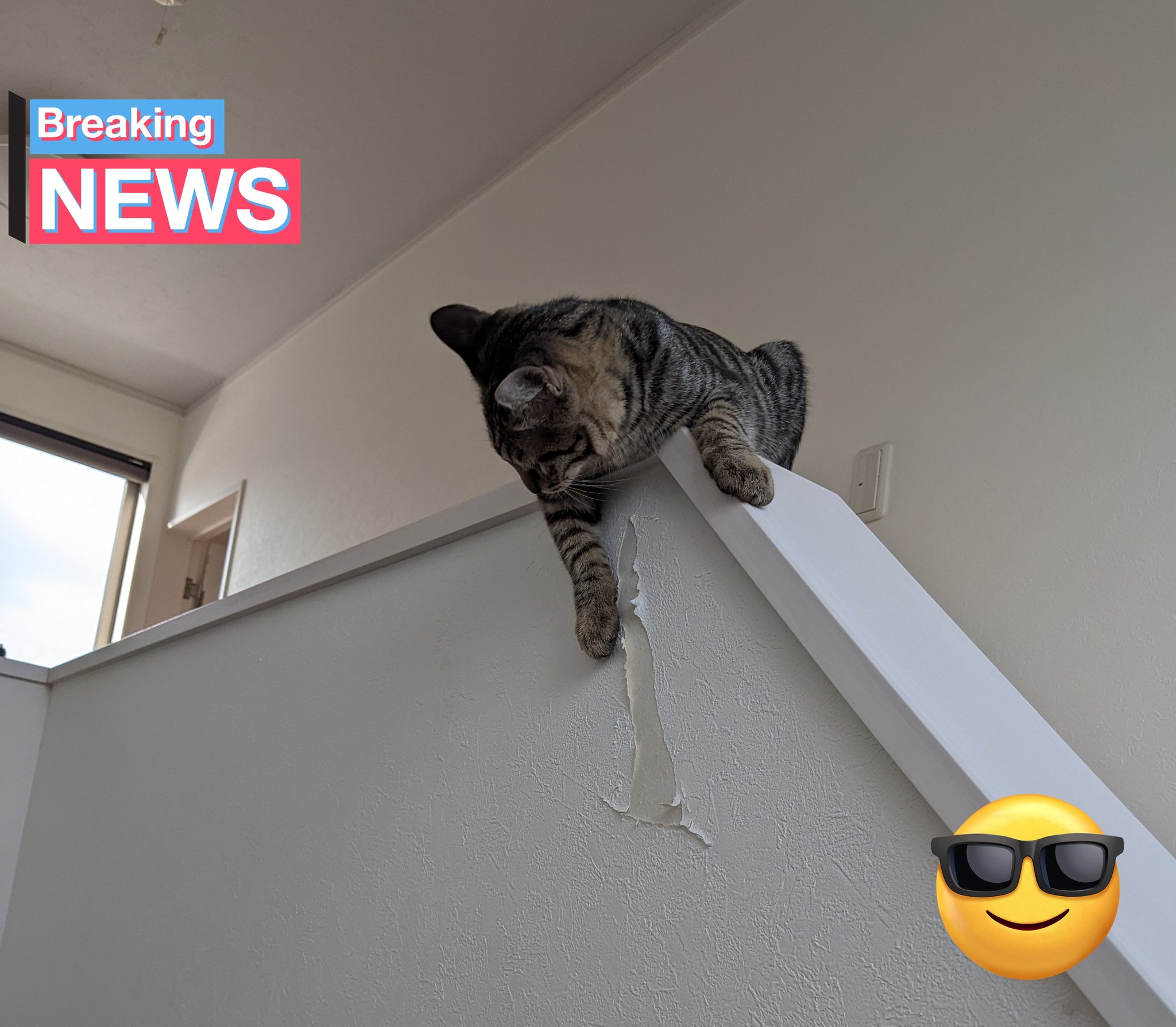 猫壁紙 Twitter Search Twitter