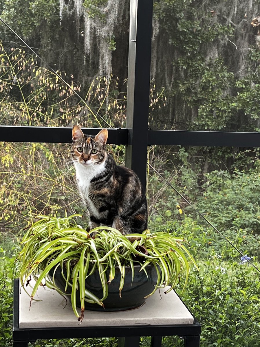 TwylaCat's tweet photo. Look at me enjoying outdoor time in this gorgeous 75° weather!!! https://t.co/nD6lyQspiS