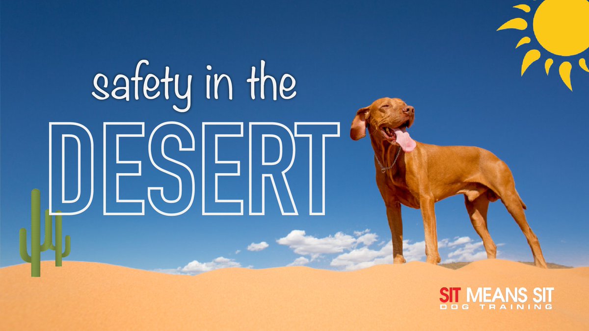 smsswlv's tweet photo. Keeping a Dog Safe in the Desert | https://t.co/gOQMNyok5F https://t.co/toOegNi0e2