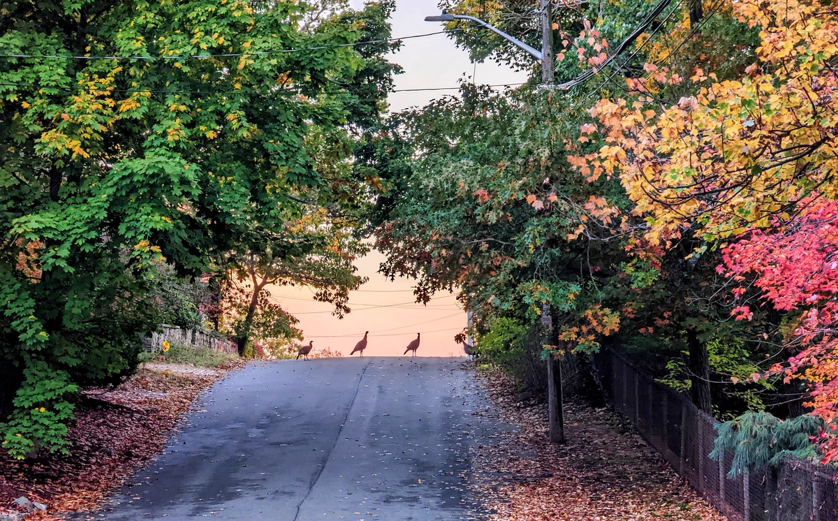 Photo of a flock of turkeys crossing the road. They are backlit by a hazy, peach sunset. Large trees in the midst of their leaves changing overhang both sides of the road.