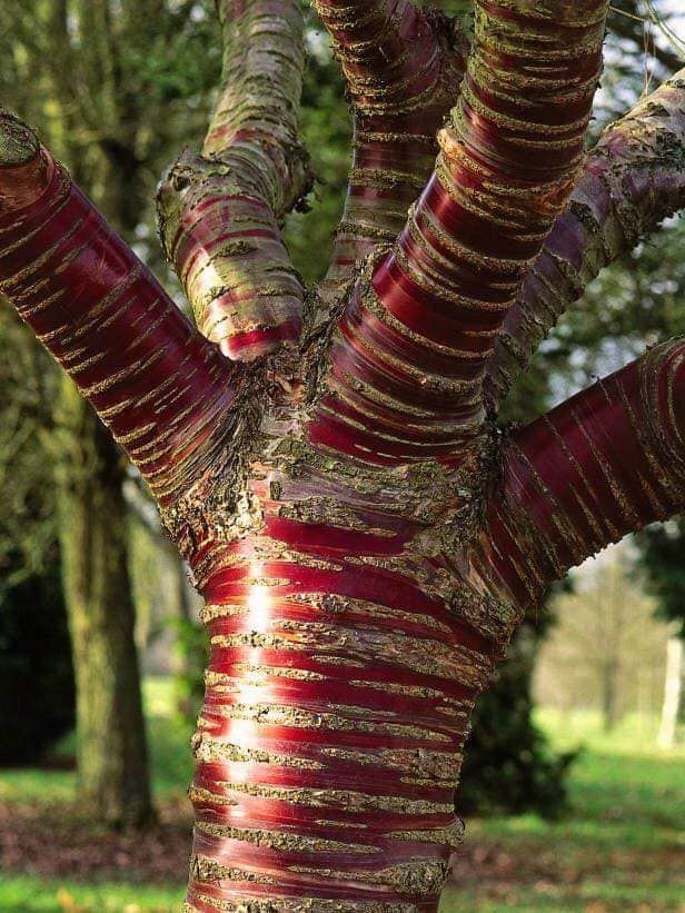 onetreeplanted's tweet photo. This #amazingtree is called the Tibetan Cherry Tree 🍒🌱
This #tree is native to western China and Tibet, known for its gorgeous red coppery bark! In the spring, the tree blossoms with delicate white flowers! It does produce #cherries, but they are not edible 🍒😋 https://t.co/4WODhdufkG
