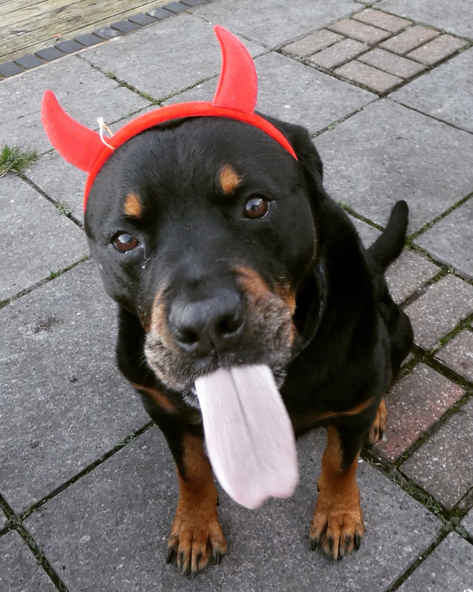 Anyone else practicing for Halloween 🎃 😈❤️😂 Klaus 🐾 #halloween #tongueouttuesday #cutenessoverload #devilindisguise #rottweiler  #rottie #rottielove #rescuedog