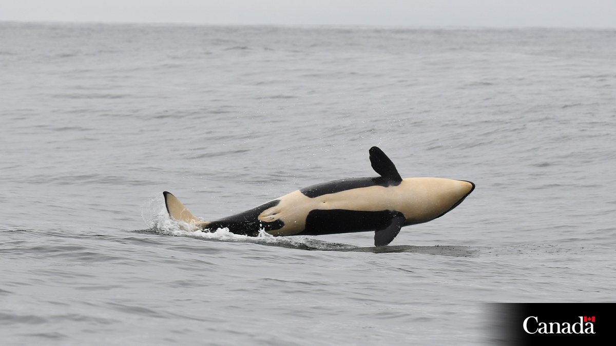 DFO_Pacific's tweet photo. It’s a girl! 🎉 Scientists from our Marine Mammal Conservation Program working near #SwiftsureBank in BC were able to identify new Southern Resident #KillerWhale calf K45 as female! Welcome to the pod little one! https://t.co/BP3xUlYKfF