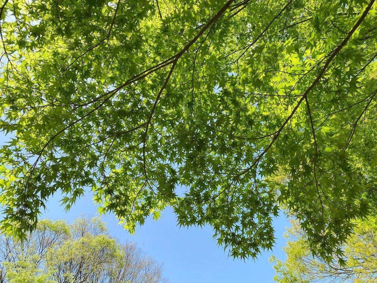 While there is life there is hope