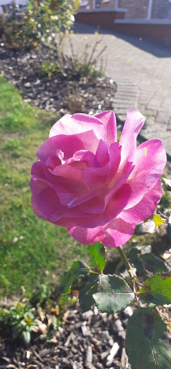 🌱Tweedy tweet media