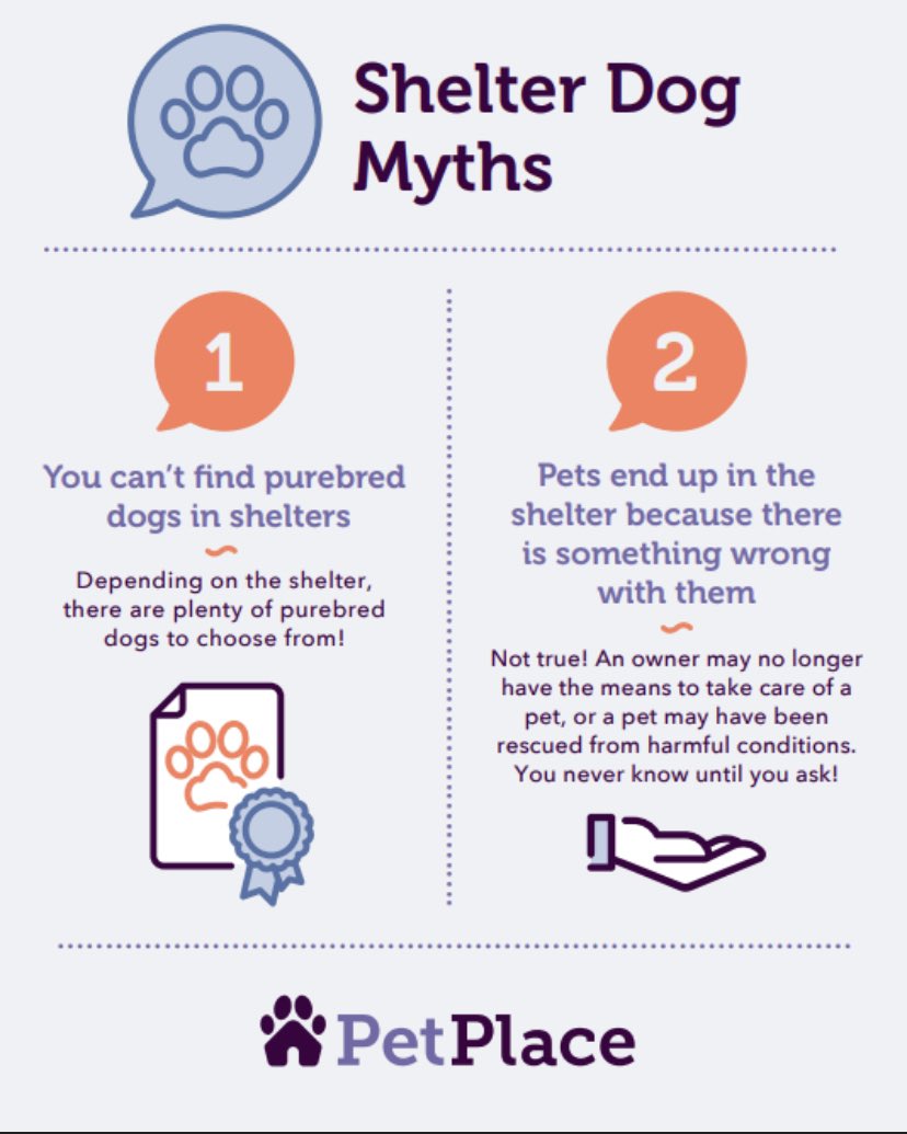 PetPlaceFans's tweet photo. It’s #AdoptAShelterDogMonth! Today, we’re debunking misconceptions about shelter dogs. https://t.co/HeuowwLTuv