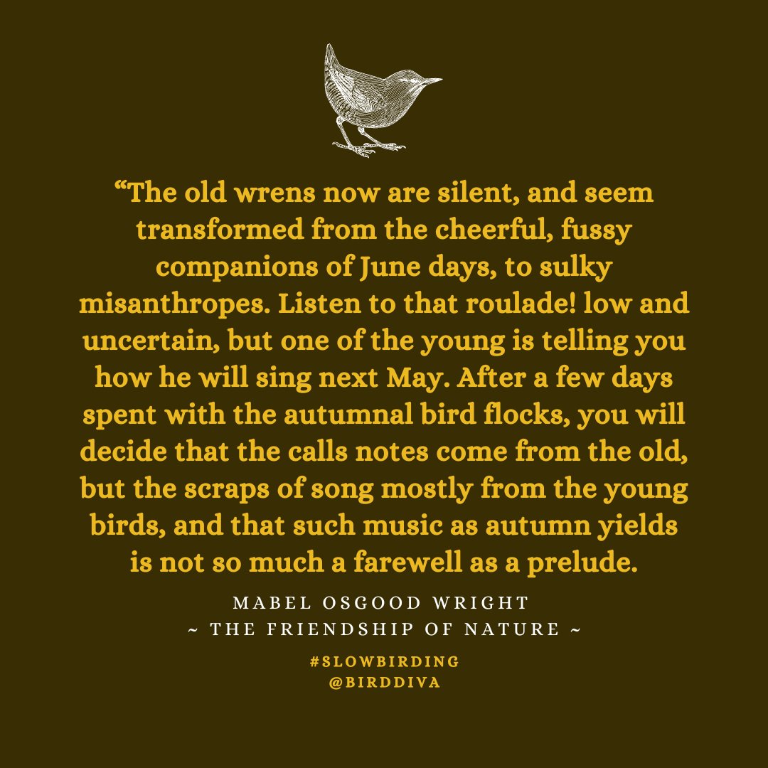 BirdDiva's tweet photo. Slow birding is...embracing the writing of naturalists as a portal to our own practice. Consider printing this one out and taking it with you on an autumn wander.✨#SlowBirding #NatureConnection #HerstoryOfBirding #MindfulBirding #BirdDiva #SlowBirdingTips https://t.co/4eWrbEDuti