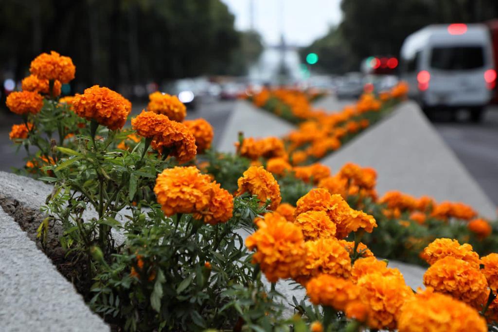 Claudiashein's tweet photo. La Ciudad se viste de naranja para recibir el Día de Muertos. Este año se cultivaron 5 millones de plantas de Cempasúchil en nuestra Ciudad. https://t.co/UobYN8Vr5S