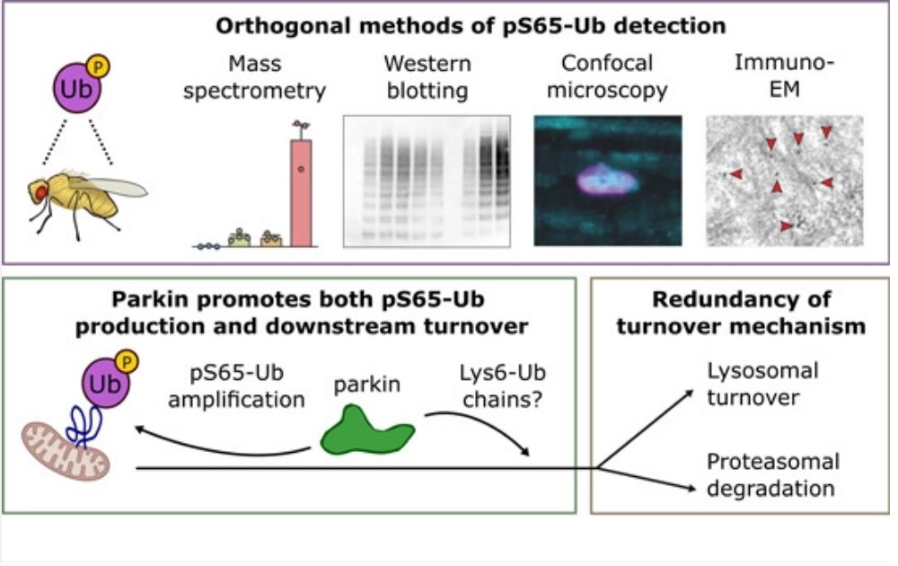 The @whitworth_lab &amp; collaborators report that #Parkinsons-associated Parkin drives pS65-Ub turnover independently of canonical autophagy (in drosophila) - Pink1-Parkin pathway can promote mitochondrial turnover independently of canonical autophagy in vivo
embopress.org/doi/full/10.15…