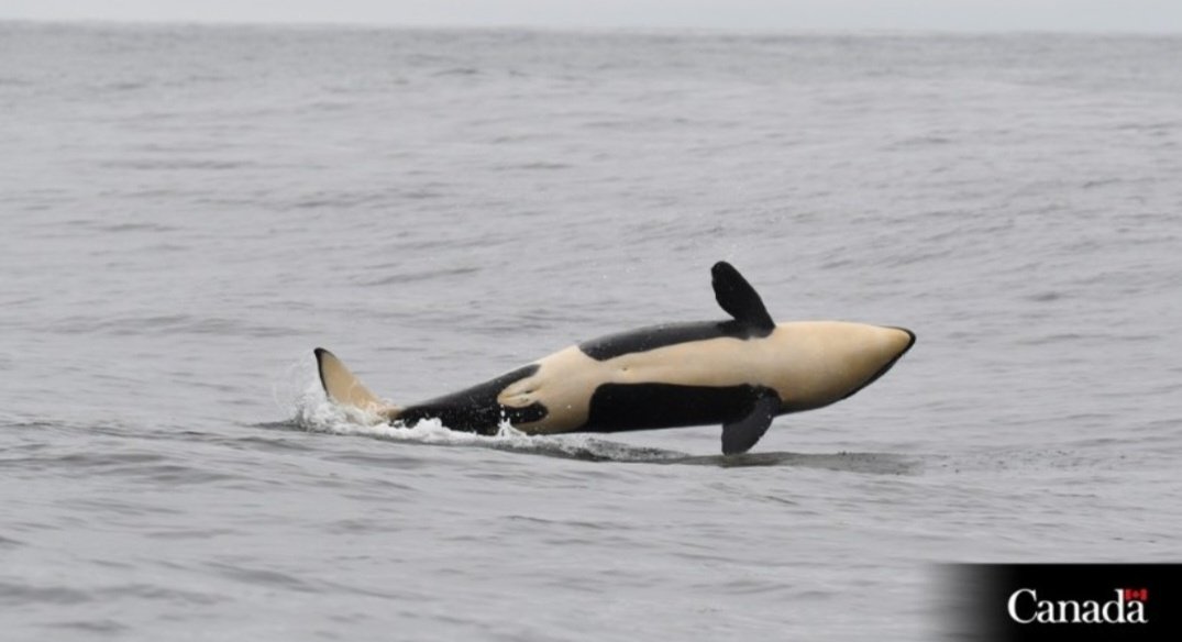 OrcaSpotlight's tweet photo. Absolutely overjoyed to share the news that the most recent calf born into the endangered Southern Resident killer whale population, K45, is a little female! Every calf is vital but only females can increase the population so this is an absolute blessing! https://t.co/30zWmXaKH9