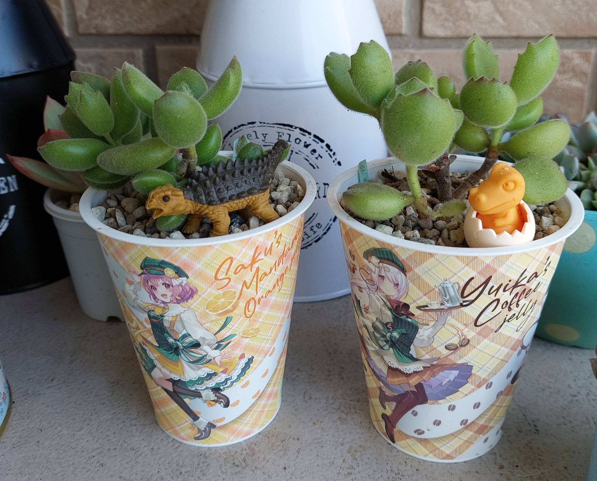 熊童子 Twitter Search Twitter