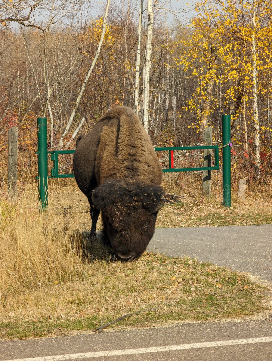 Lindz 🇨🇦 I've Been B✈t! tweet media