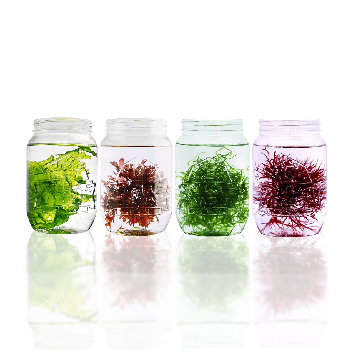 AlgaeBarn's tweet photo. Get the most nutrient export out of your tank with our Ultimate Macroalgae Packs!
https://t.co/YqCG7gZ80x
|
#macroalgae #seaweed #sealettuce #algae
#chaeto #chaetomorpha #refugium #reeftank https://t.co/aXIjEZpB3r