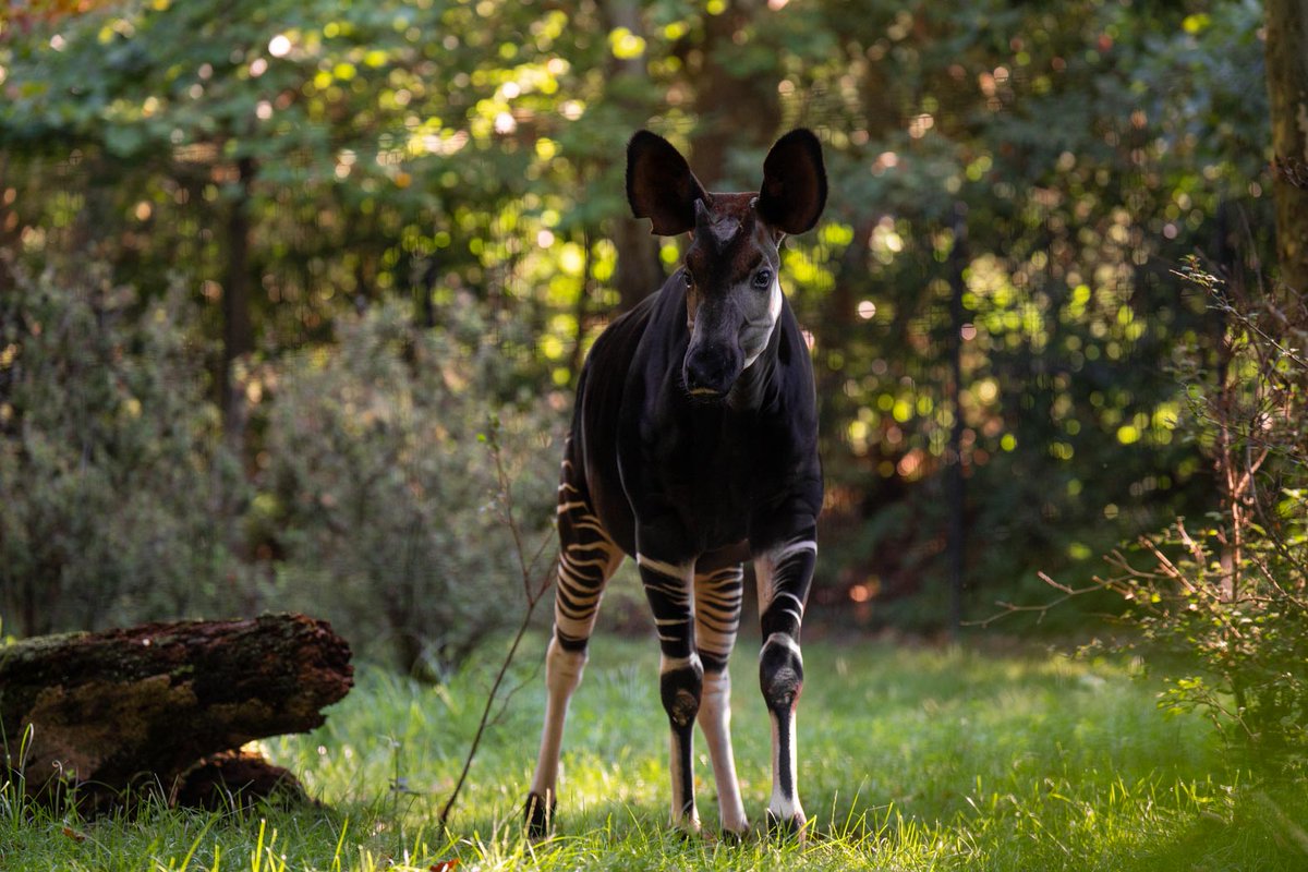 Happy World Okapi Day! Okapis can communicate using infrasonic vocalizations. These sounds are low frequency and cannot be heard by our human ears. It is also thought that these vocalizations are outside the hearing range of their main predator (leopards). 📷: Okapi (El Jewar)