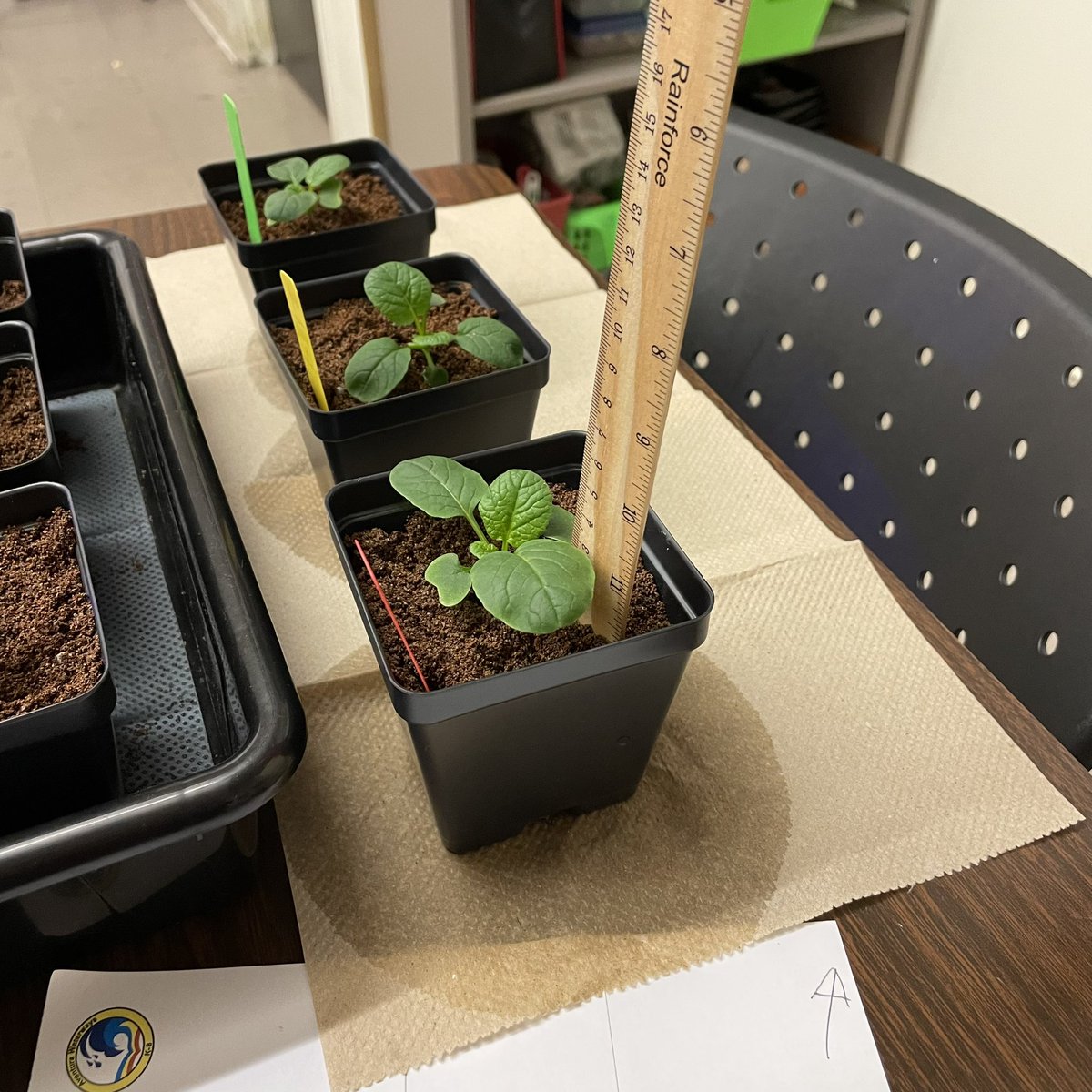 Ms Ro-Do tweet media