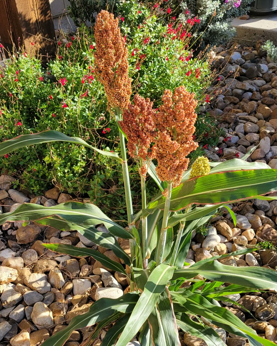 Gabrielle Faust tweet media