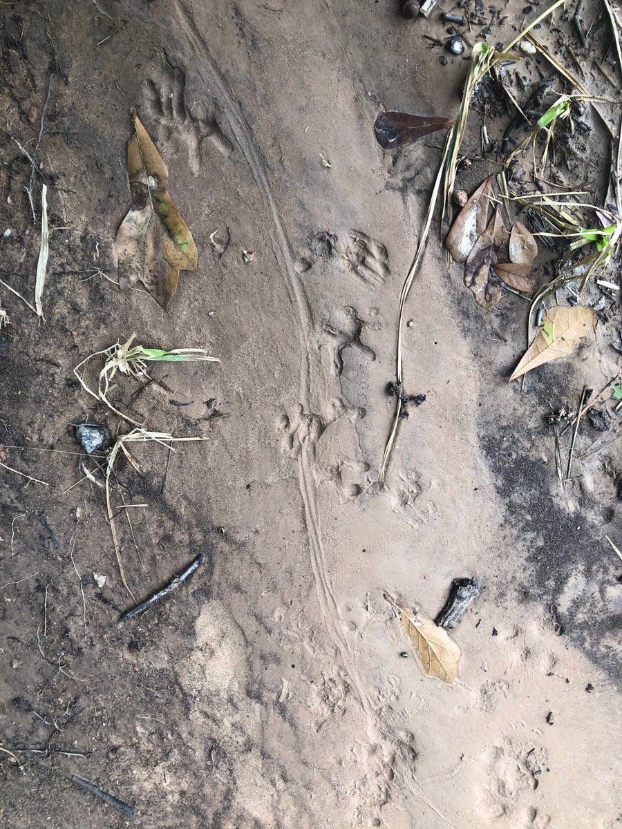 BFisram's tweet photo. We saw a lot of nature at Nature a trails today!! @CFISDHolmsley https://t.co/YTGAyXV8vc