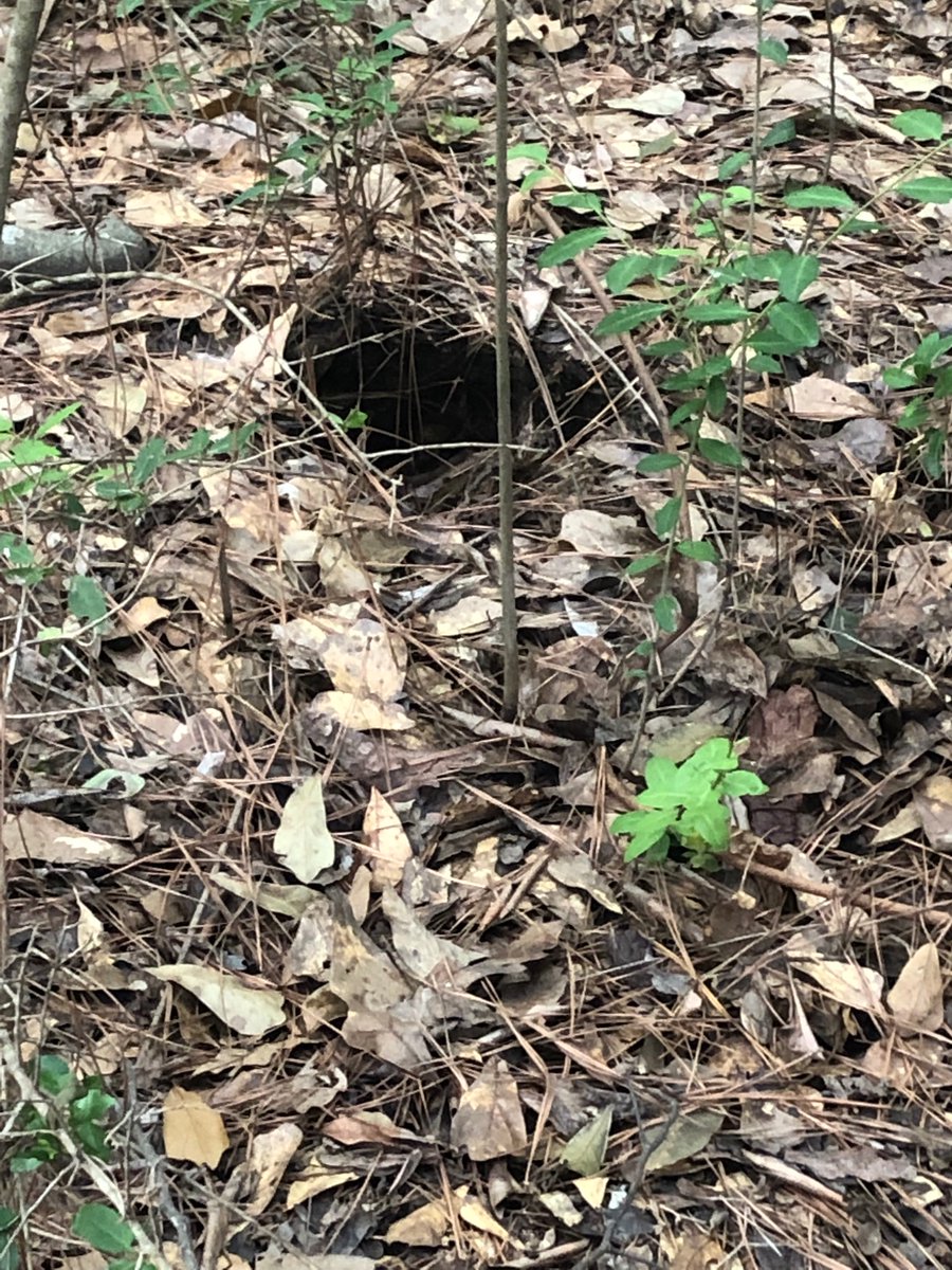 We saw a lot of nature at Nature a trails today!! <a href="/CFISDHolmsley/">Holmsley Elementary</a>
