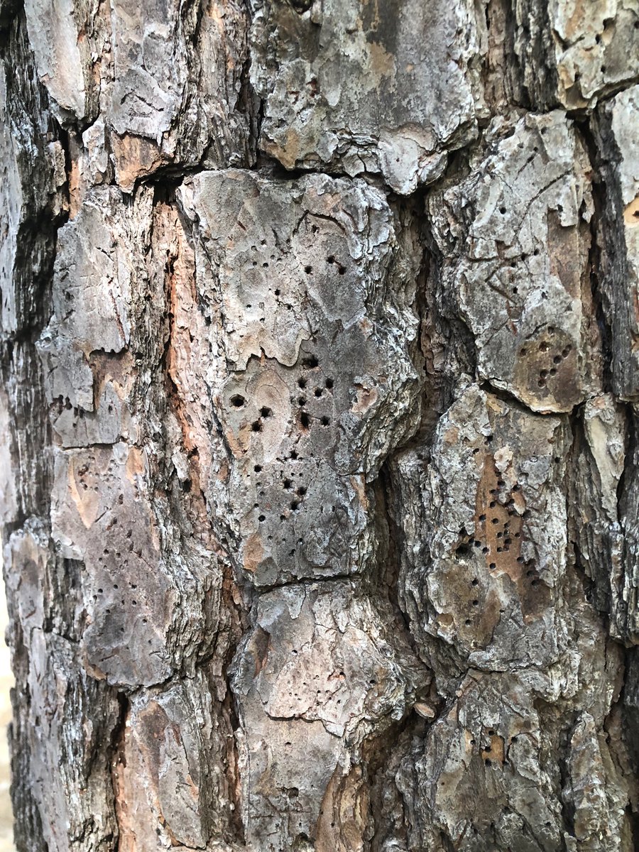 BFisram's tweet photo. We saw a lot of nature at Nature a trails today!! @CFISDHolmsley https://t.co/YTGAyXV8vc
