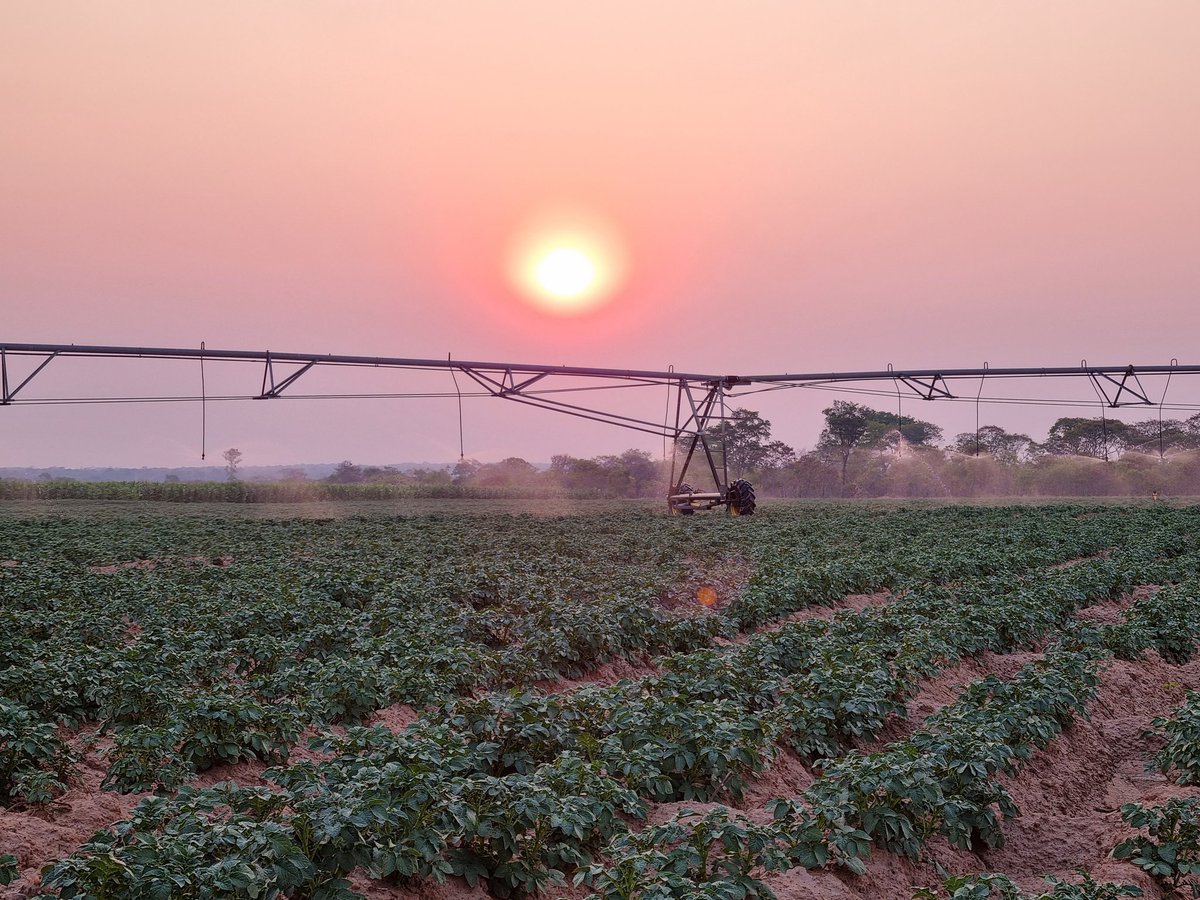 LaphamGreg's tweet photo. Farm sunset in Zambia over the potatoe crop https://t.co/rr1uEi2WsK