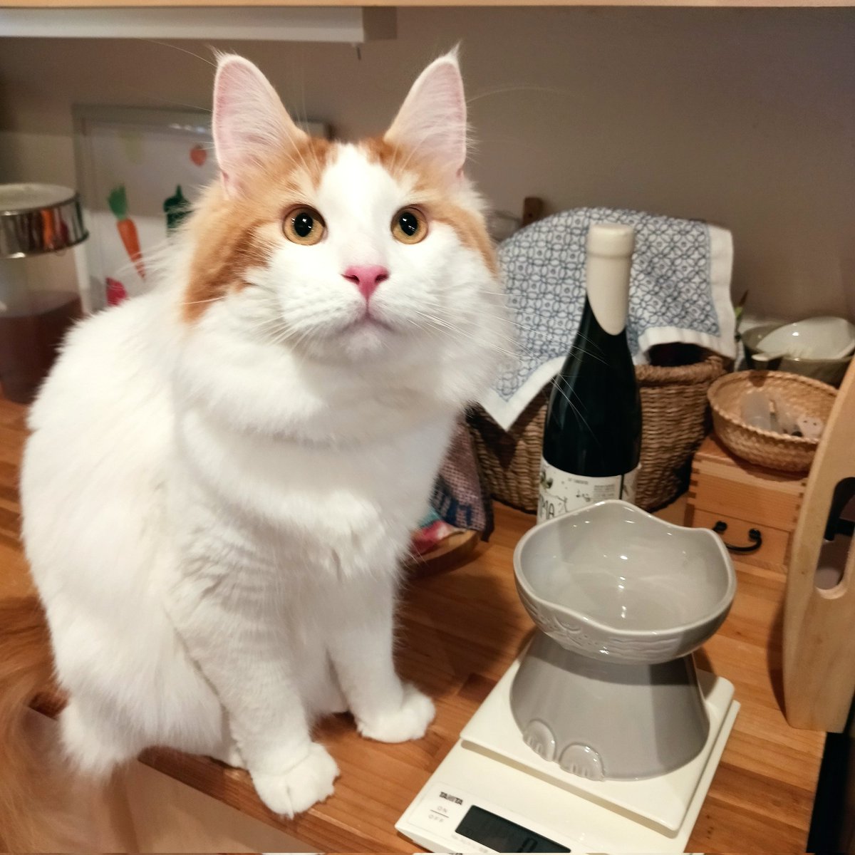 mainecoon_sette's tweet photo. おはようございます☀
🐱ごはんってまだですか…??
#メインクーン #長毛猫 #猫 #猫のいる暮らし #今日の猫 #朝 #おはようございます #ご飯待ち #おめめきゅるん #nnma #美濃焼 #maincoon #maincoonlovers #maincoonboy #cat #todayscat #goodmorning #waitingcat #shiningeyes #pottery https://t.co/tbLq7XOcKK
