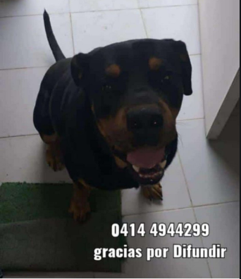 #ServicioPúblico | Bush es un perrito que se encuentra desaparecido tras las fuertes lluvias en Palmarito, estado Aragua.

Si tiene información 👇
