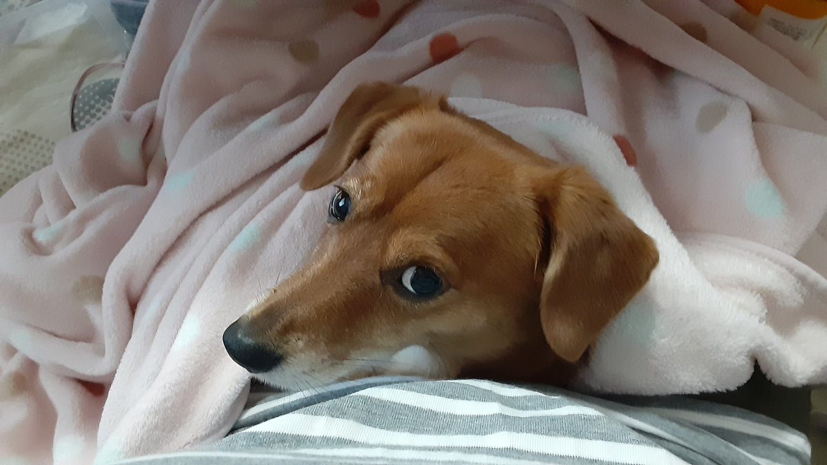 シバックス