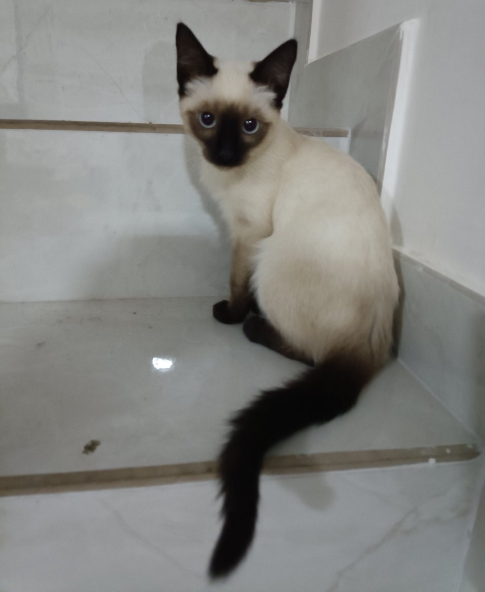 karoxD__'s tweet photo. Hoy en casa todos han quedado protegidos contra las pulgas y garrapatas gracias a los productos para el cuidado de mascotas que tiene @pikcenterCOM 💖 https://t.co/nXNM1twt4r